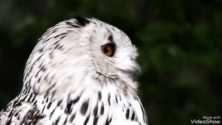 Owl on the tree