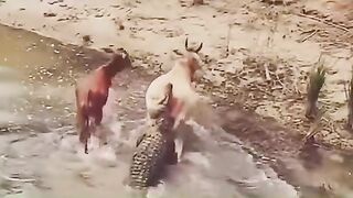 This cow miraculously escaped from the jaws of the crocodile