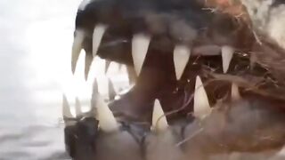 #shortsyoutube #viralshort  لا أعرف إذا كانت هذه سمكة أم وحشًا، فهي تبدو مخيفة