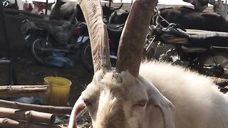 Goat with amazing biggest horn