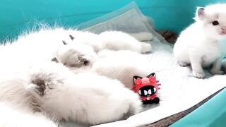 CuteCat