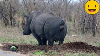 ANIMALS FARTS"! FUNNY !