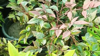 Nandina dawarf
