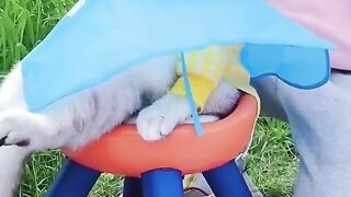 Hilarious Compilation of Funny Cat Videos
