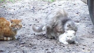 Cats mating - Group cats mating on the street