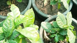 Coffee plants