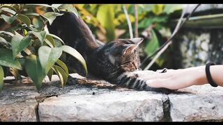 Funny Cat