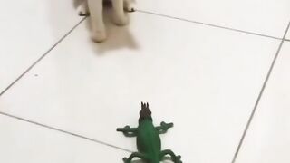 Cat funny????