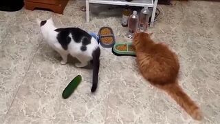 Cats being scared of cucumbers is just to hilarious ????????????????