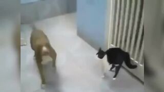 Ultimate Compilation Cat Jedi - 2016