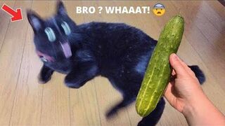 Trending Cute Cats????Funny Fail ops Moments Clips????