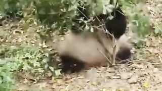 Bear fun.moments