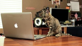 Jedi Kitten - The Force Awakens