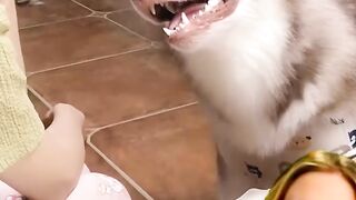 #dog #shorts #MyDogIsAPaidActor!#FunnyDogNew My dog is a paid actor! Latest Amazing dogs