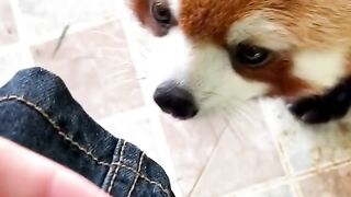 Cute Little Panda