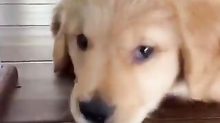 Funniest Doggos of TikTok ~ Most Adorable Puppies TIK TOK