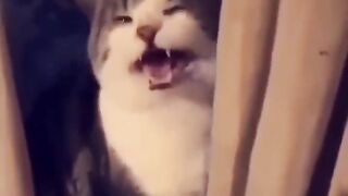 Best Funny Cute Cats Viral Clips????