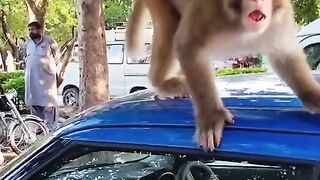 Monkey funny