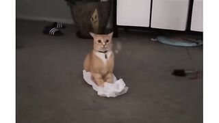 Trending Funny Cats Viral Clips