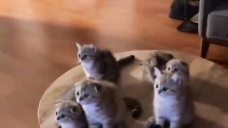 Trending Cute Cats????Funny Fail ops Moments Clios