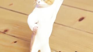 Funny cat dance...