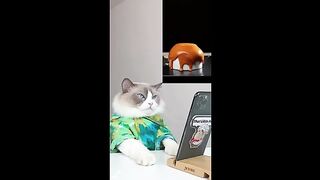 Cute cat