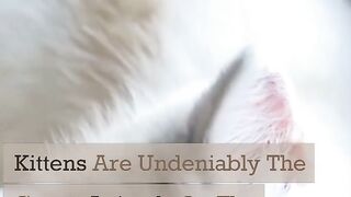 cute animals