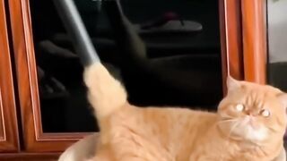 AWW????Cute Cats????Funny Fail ops Moments Viral Clips