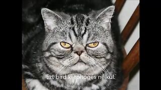 A Legviccesebb Pillanatok Összeállítása ???????????? #5