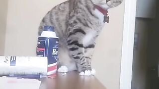 Amazing Funny Cute Cats Fail ops Reactions Clips????