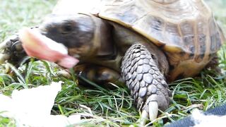 The turtle is eating apple