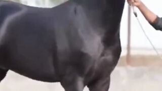 Marwari horses short