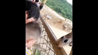 Funniest Fails Of The Year Compilation