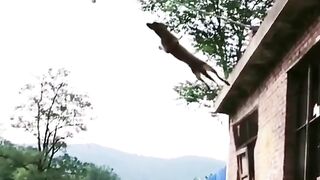 Super Dog #2