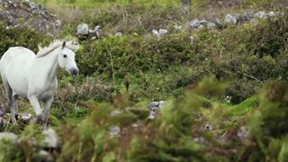 Horses running in the forest and monkeys eating apples with their babies