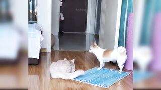 CUTE CATS | FUNNY CATS