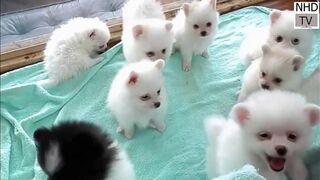 Cutes dogs | Cutest dog in the world | Cute dogs clips 2022