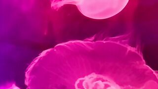 Beautiful jellyfish relaxation music