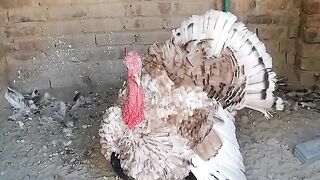 Peacock lovers
