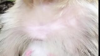 Watch this happy monkey you will die laugh
