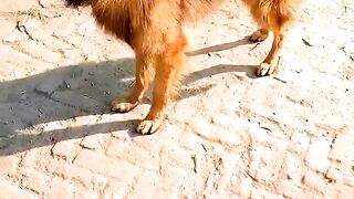 Jackson love dog full funny movements