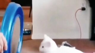 Funny animals viral