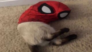 BEST DANK CAT MEMES COMPILATION OF 2023 PART. 1