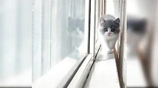 Crazy Cat Climbs Up Curtains and Hangs On Tight"