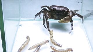 One Scorpio Viral  2023