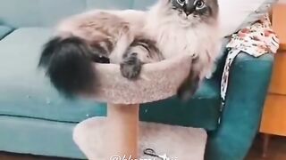 Funny cat????????