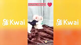 Animais fofinhos