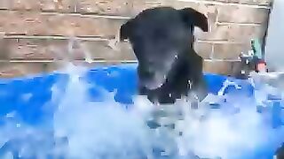 Cachorro nadando ????