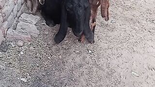Baby And lovely Mother