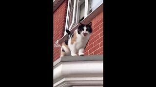 FUNNY CAT MEMES COMPILATION OF 2022